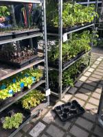 Kolping Garten- und Zierpflanzen