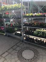 Kolping Garten- und Zierpflanzen